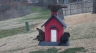 /Birds//Thumbs//found20250221-131514.png 
