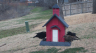 /Birds//Thumbs//found20250221-142440.png 