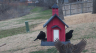/Birds//Thumbs//found20250221-142453.png 