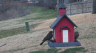 /Birds//Thumbs//found20250221-142917.png 