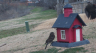 /Birds//Thumbs//found20250221-142953.png 