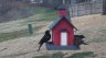/Birds//Thumbs//found20250221-150225.png 