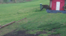 /Birds//Thumbs//found20250402-104230.png 