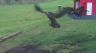 /Birds//Thumbs//found20250402-104234.png 