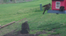 /Birds//Thumbs//found20250402-113125.png 