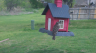 /Birds//Thumbs//found20250402-121627.png 