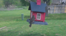 /Birds//Thumbs//found20250402-121702.png 