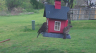 /Birds//Thumbs//found20250403-083925.png 