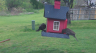 /Birds//Thumbs//found20250403-083942.png 