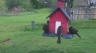/Birds//Thumbs//found20250403-091147.png 