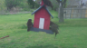 /Birds//Thumbs//found20250403-093945.png 