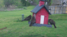 /Birds//Thumbs//found20250403-095450.png 