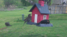 /Birds//Thumbs//found20250403-104633.png 