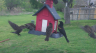 /Birds//Thumbs//found20250403-104653.png 