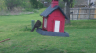 /Birds//Thumbs//found20250403-113002.png 