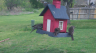 /Birds//Thumbs//found20250403-115822.png 