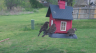 /Birds//Thumbs//found20250403-115928.png 