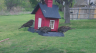 /Birds//Thumbs//found20250403-120452.png 
