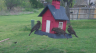 /Birds//Thumbs//found20250403-124837.png 