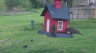 /Birds//Thumbs//found20250403-132126.png 