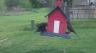 /Birds//Thumbs//found20250403-132227.png 