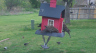 /Birds//Thumbs//found20250403-132450.png 