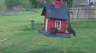 /Birds//Thumbs//found20250403-141434.png 