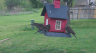 /Birds//Thumbs//found20250403-141509.png 