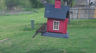 /Birds//Thumbs//found20250403-143035.png 