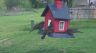 /Birds//Thumbs//found20250403-154356.png 