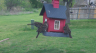 /Birds//Thumbs//found20250403-154402.png 