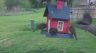 /Birds//Thumbs//found20250403-154600.png 