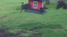 /Birds//Thumbs//found20250404-175046.png 