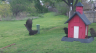 /Birds//Thumbs//found20250406-123503.png 