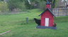 /Birds//Thumbs//found20250406-160159.png 