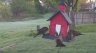 /Birds//Thumbs//found20250407-073056.png 