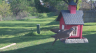 /Birds//Thumbs//found20250407-094358.png 