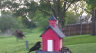 /Birds//Thumbs//found20250416-072015.png 