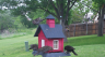 /Birds//Thumbs//found20250417-074634.png 