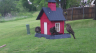 /Birds//Thumbs//found20250418-073436.png 