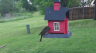/Birds//Thumbs//found20250418-090856.png 