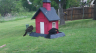 /Birds//Thumbs//found20250418-111944.png 