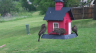/Birds//Thumbs//found20250418-114617.png 