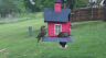 /Birds//Thumbs//found20250418-125211.png 