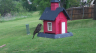 /Birds//Thumbs//found20250418-130738.png 