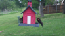 /Birds//Thumbs//found20250418-131521.png 