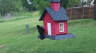 /Birds//Thumbs//found20250418-140348.png 