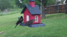 /Birds//Thumbs//found20250418-141007.png 