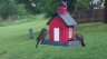 /Birds//Thumbs//found20250419-072557.png 