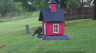 /Birds//Thumbs//found20250419-074420.png 